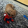 animal, carpet, cute, dog, floor, furniture, home, indoor, person_partial, pet, playtime, plush_toy, puppy, rug, small_dog, sniffing, soft_texture, spiderman, toy, yellow_couch
