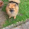dog, pomeranian, fluffy, pet, grass, outdoor, curious, small_dog, tail, fur, animal, cute, brown, standing, garden, nature, canine, companion, adorable, friendly