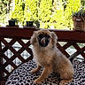 Ringo participe au concours pour gagner de l'argent avec cette photo : dog, small_dog, fluffy, table, leopard_print, porch, potted_plants, greenery, garden, outdoor, pet, animal, tongue_out, fence, wooden_railing, cute, sitting, daylight, nature, fur
