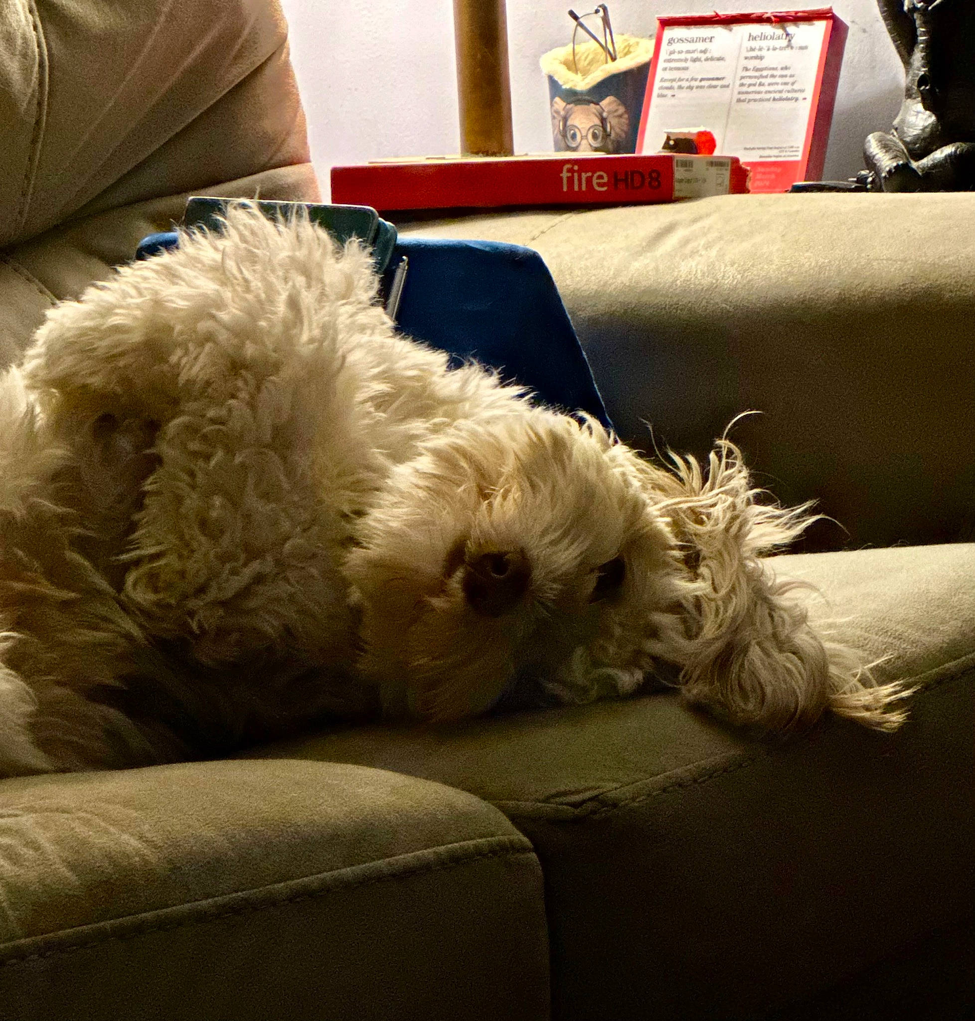 Georgie is registered to the contest to win money with this photo: canidae, carnivore, cloud, comfort, companion_dog, couch, dog, dog_breed, fur, labradoodle, lamp, living_room, poodle, small_terrier, snout, sporting_group, tail, terrier, toy_dog, water_dog