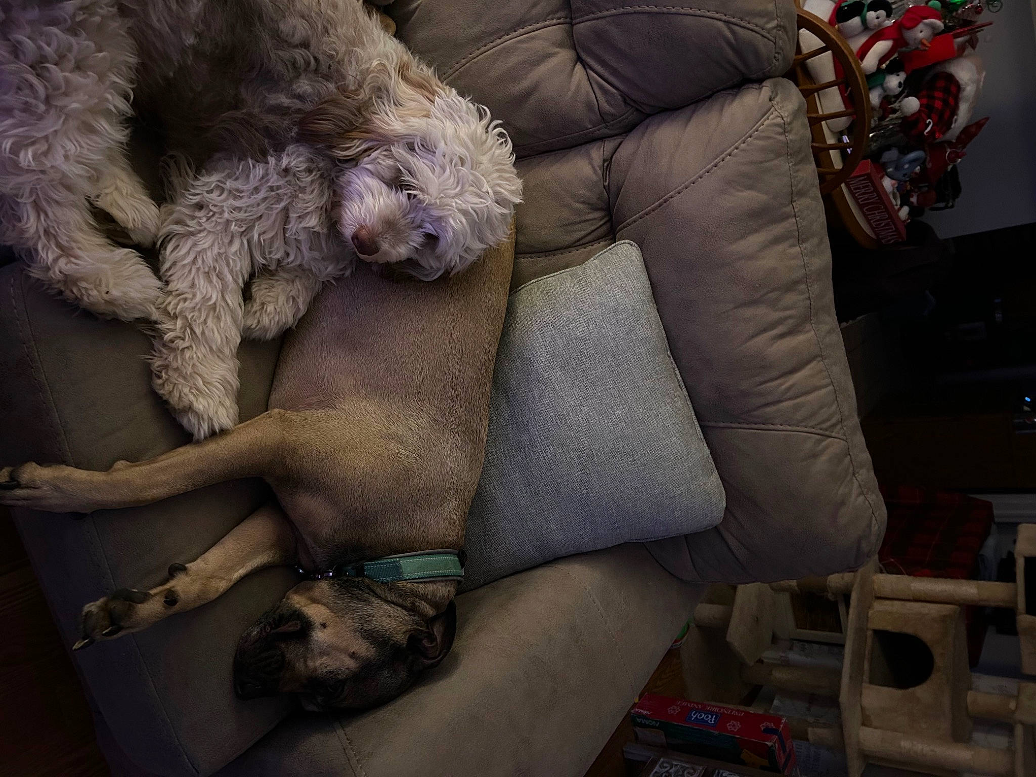 Georgie joined the competition — help win amazing prizes! art, comfort, companion_dog, couch, flesh, foot, fur, grey, hat, human_leg, knee, lap, mannequin, nap, room, sitting, stocking, tail, thigh, wool