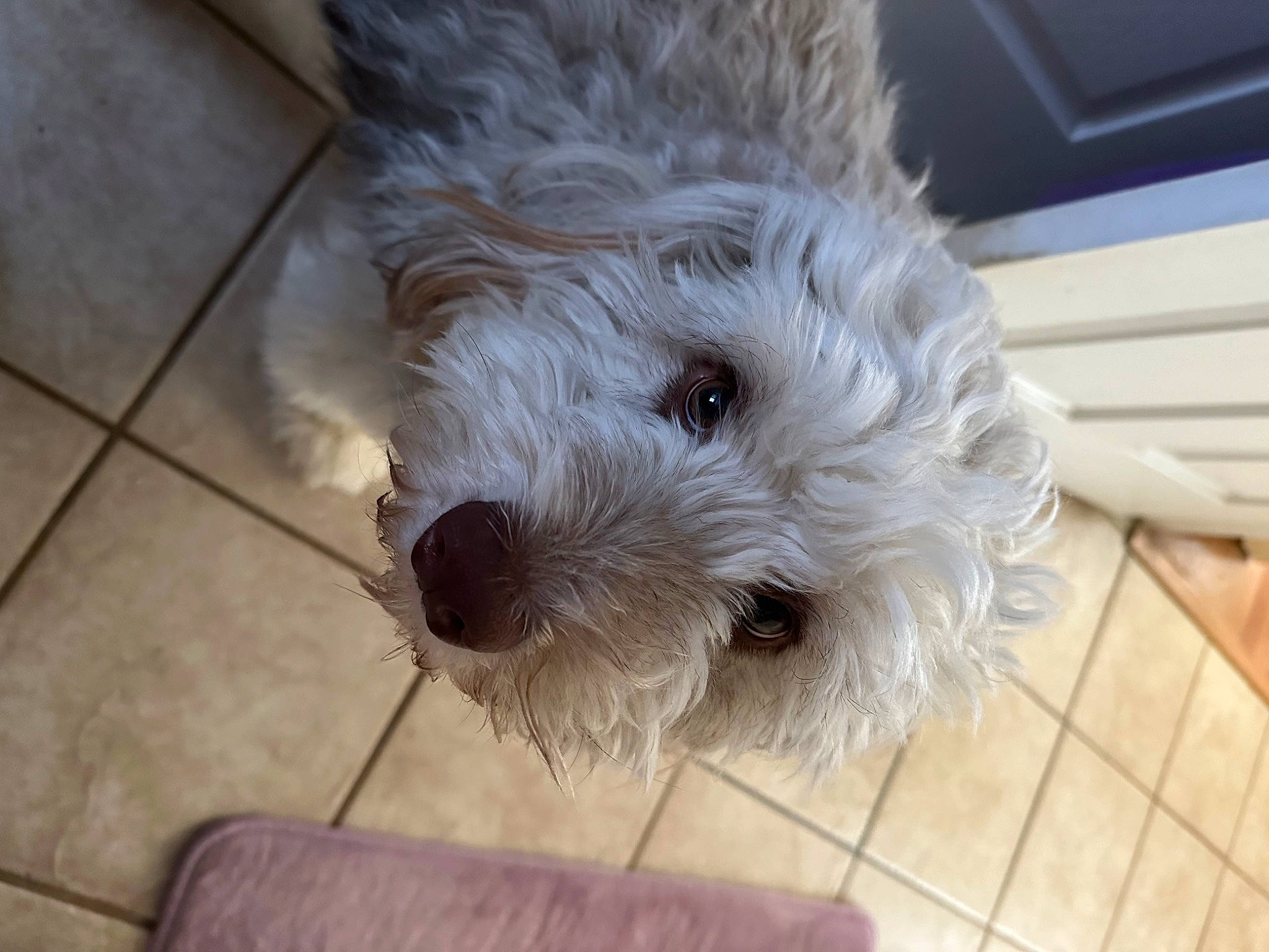 Georgie joined the competition — help win amazing prizes! carnivore, companion_dog, dog, dog_breed, flooring, fur, hardwood, labradoodle, non_sporting_group, poodle_crossbreed, puppy, small_terrier, snout, terrier, tile_flooring, toy_dog, wood, working_animal