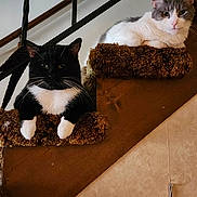 Lucky And Squeak joined the competition — help win amazing prizes! cat, black_cat, gray_cat, stairs, carpet, indoor, pet, feline, resting, animal, home, railing, decor, wall_art, wildlife_art, wolf, eagle, portrait, relaxed, two_animals