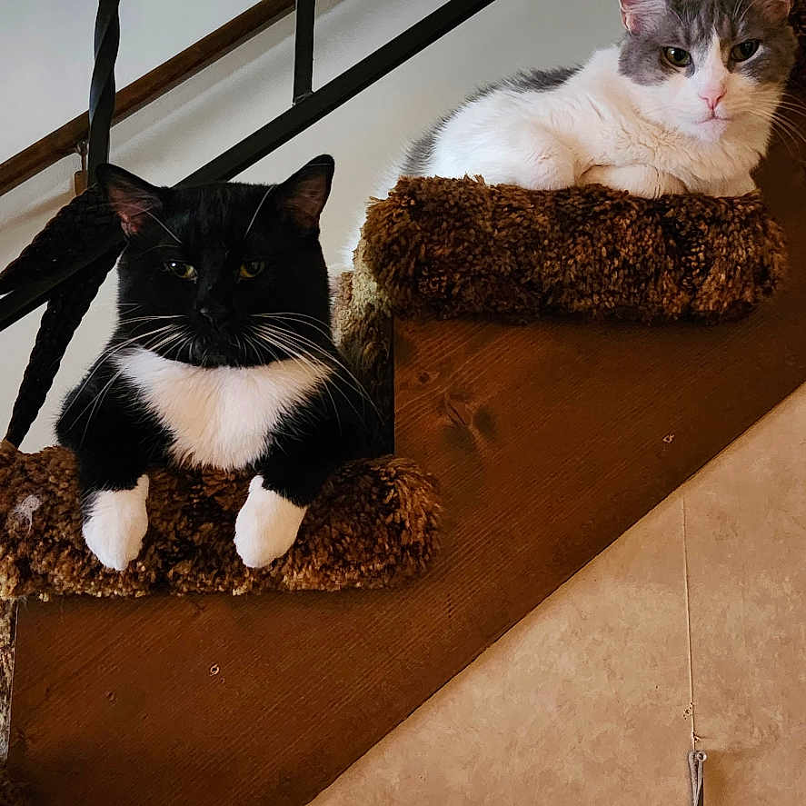 Lucky And Squeak joined the competition — help win amazing prizes! animal, black_cat, carpet, cat, decor, eagle, feline, gray_cat, home, indoor, pet, portrait, railing, relaxed, resting, stairs, two_animals, wall_art, wildlife_art, wolf