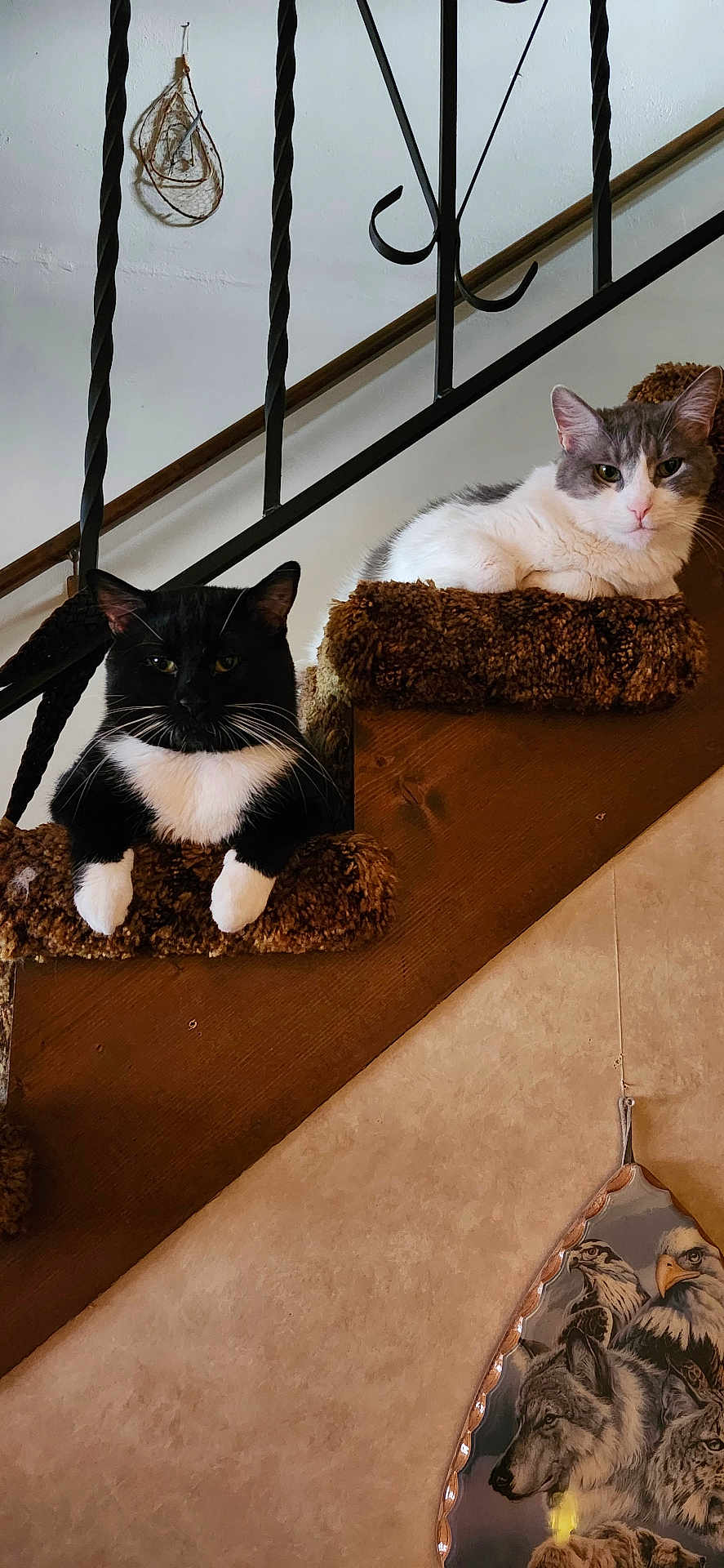 Lucky And Squeak joined the competition — help win amazing prizes! cat, black_cat, gray_cat, stairs, carpet, indoor, pet, feline, resting, animal, home, railing, decor, wall_art, wildlife_art, wolf, eagle, portrait, relaxed, two_animals
