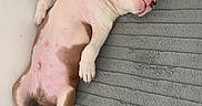 Bandi participe au concours pour gagner de l'argent avec cette photo : puppy, dog, sleeping, lying_down, indoor, floor, mat, toy, pink_belly, relaxed, pet, canine, cute, cozy, fur, white_wall, paw, head, resting, corner
