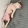 puppy, dog, sleeping, lying_down, indoor, floor, mat, toy, pink_belly, relaxed, pet, canine, cute, cozy, fur, white_wall, paw, head, resting, corner