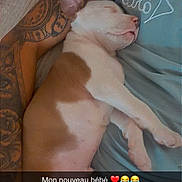 Bandi a rejoint le concours — aidez-le/la à gagner de superbes lots ! puppy, dog, sleeping, tattoo, arm, person, shirt, blue_shirt, resting, indoor, close_up, pet, cute, brown_and_white, snuggle, nap, human, skin, relaxation, affection
