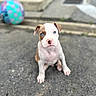 puppy, dog, blue_eyes, sitting, outdoor, pavement, ball, background_blur, cute, pet, young_dog, canine, animal, playful, attention, small_dog, brown_and_white, adorable, pet_portrait, daylight