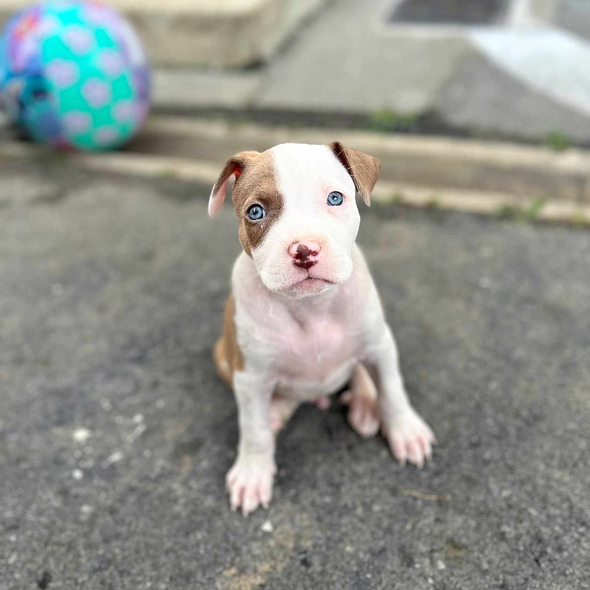 Bandi