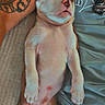 Bandi participe au concours pour gagner de l'argent avec cette photo : puppy, dog, sleeping, relaxed, tattoo, arm, person, couch, blanket, clothing, indoor, nap, pet, fur, ears, nostrils, paws, cute, resting, companion
