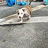 Bandi a rejoint le concours — aidez-le/la à gagner de superbes lots ! puppy, dog, brown_and_white, curious, outdoor, pavement, sidewalk, playful, young_dog, pet, animal, walking, street, background_blur, hose_reel, ball, daylight, small_dog, cute, exploring