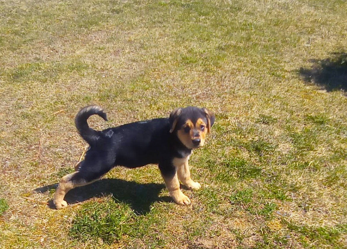 Ceasar joined the competition — help win amazing prizes! canidae, carlin_pinscher, carnivore, companion_dog, dog, dog_breed, fawn, grass, guard_dog, hunting_dog, paw, shadow, soil, sporting_group, tail, terrestrial_animal, working_animal, working_dog