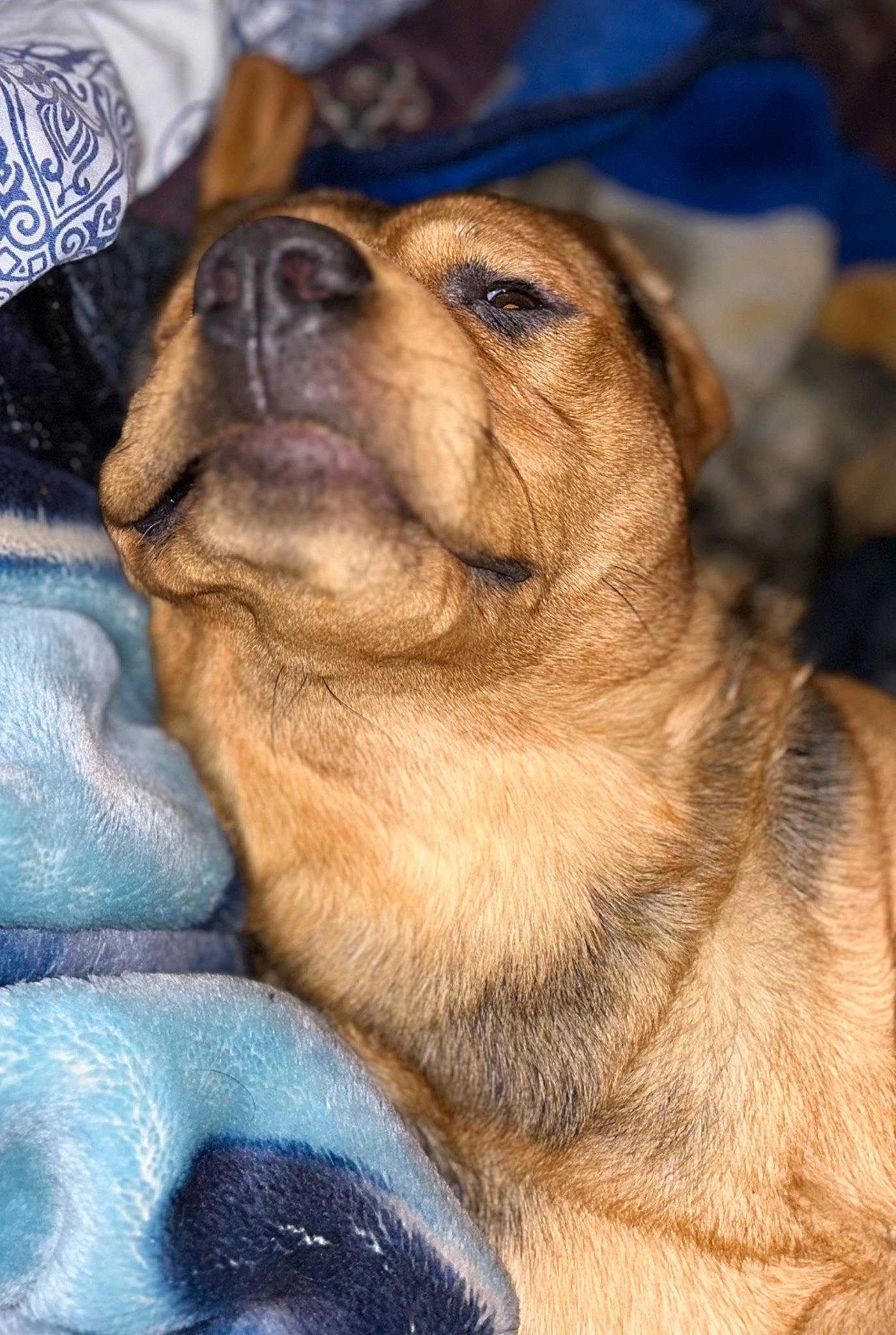 Ceasar is registered to the contest to win money with this photo: ancient_dog_breeds, canidae, carnivore, collar, companion_dog, dog, dog_breed, electric_blue, fawn, fur, guard_dog, paw, puppy, snout, sporting_group, terrestrial_animal, whiskers, working_animal, working_dog, wrinkle