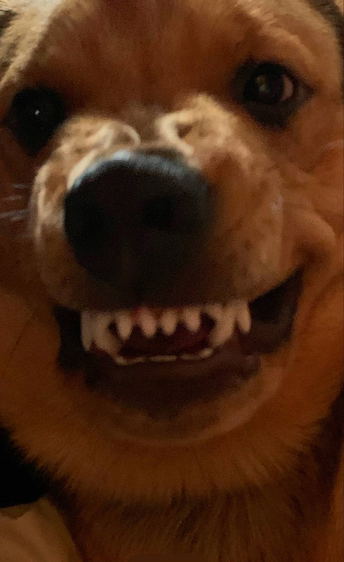 Ceasar is registered to the contest to win money with this photo: carnivore, close_up, companion_dog, dog, dog_breed, fang, fawn, fur, head, jaw, liver, nose, pleased, selfie, smile, snout, sporting_group, whiskers, working_animal, wrinkle