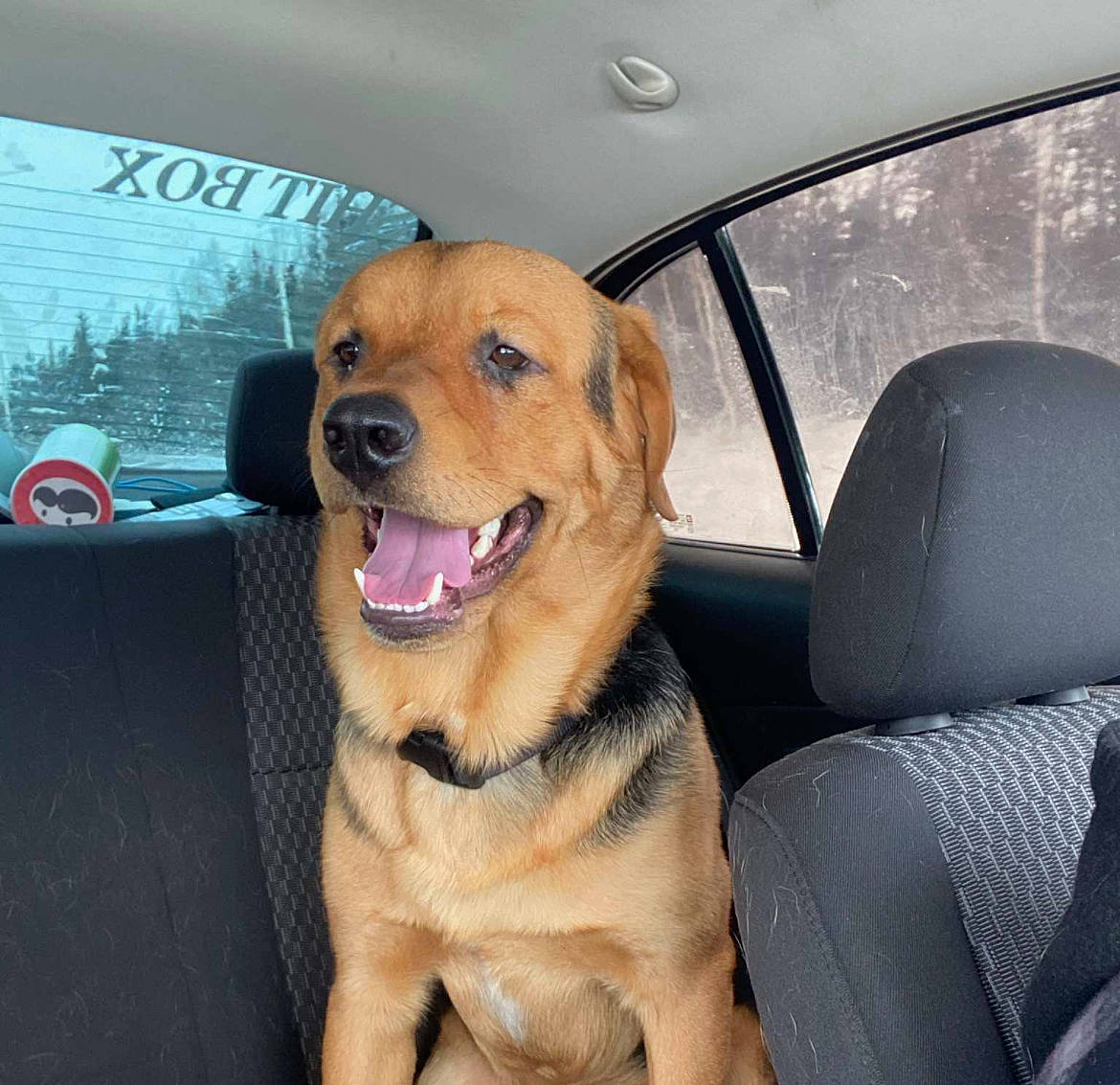 Ceasar is registered to the contest to win money with this photo: automotive_exterior, automotive_mirror, car, carnivore, collar, companion_dog, dog, dog_breed, dog_collar, fang, fawn, hood, plant, smile, snout, vehicle, vehicle_door, whiskers, window, windshield