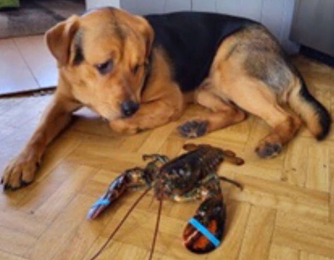 Ceasar joined the competition — help win amazing prizes! arthropod, carnivore, comfort, companion_dog, dog, dog_breed, dog_supply, floor, flooring, hardwood, laminate_flooring, paw, pet_supply, plank, tail, varnish, wood, wood_flooring, wood_stain, working_animal