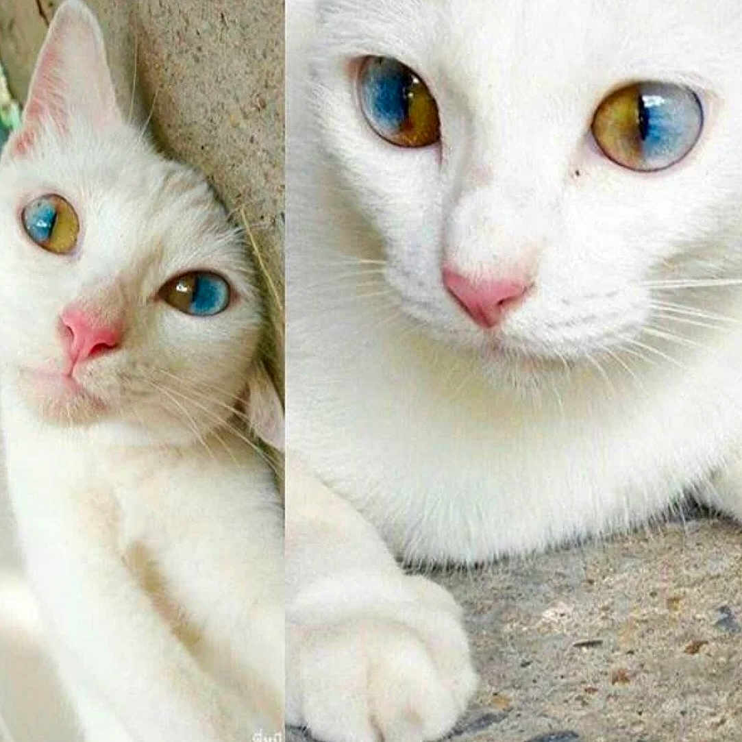 Snowball