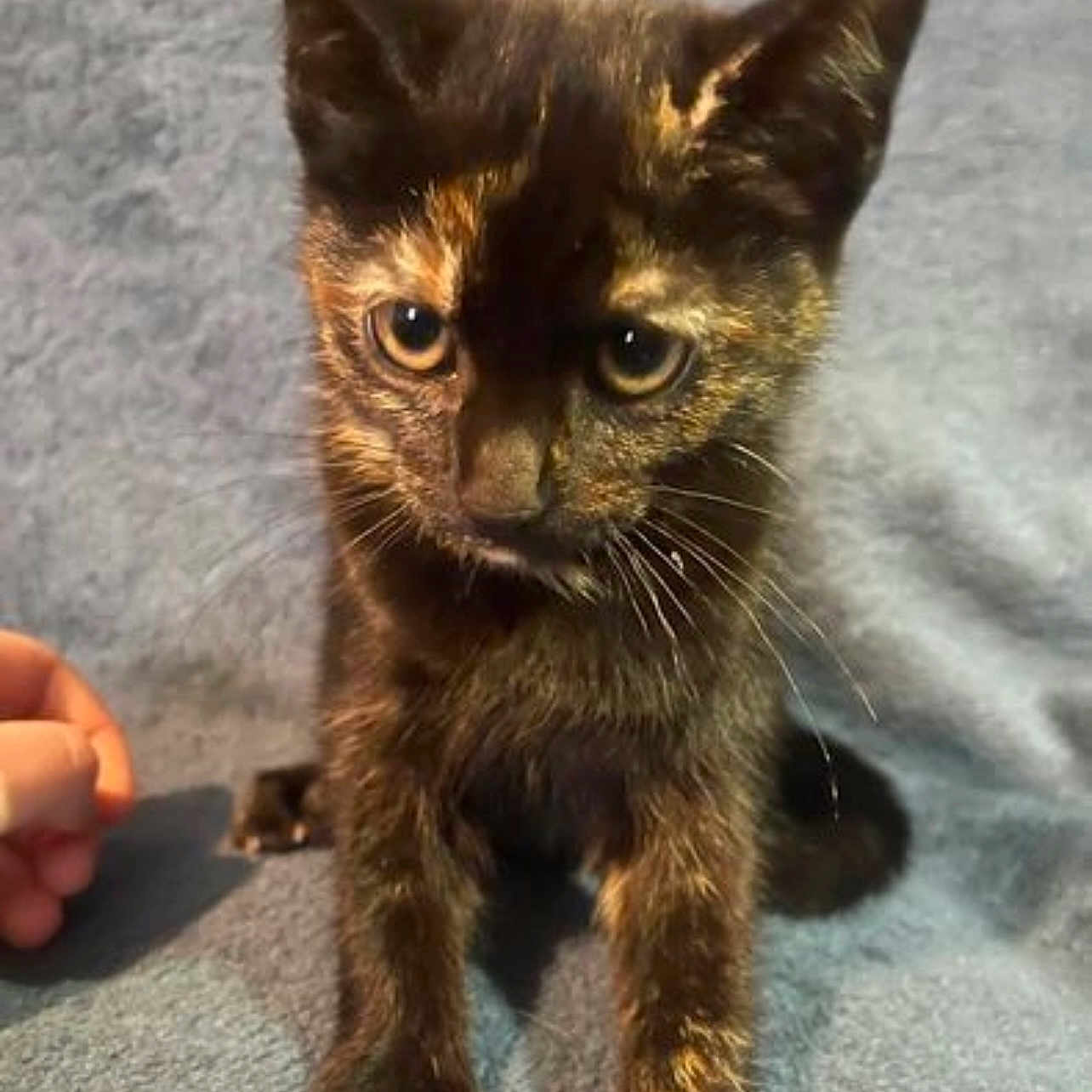 Cleo joined the competition — help win amazing prizes! abyssinian, animal, baby, brasssection, cat, egyptiancat, horn, kitten, manx, musicalinstrument, person, pet, siamese