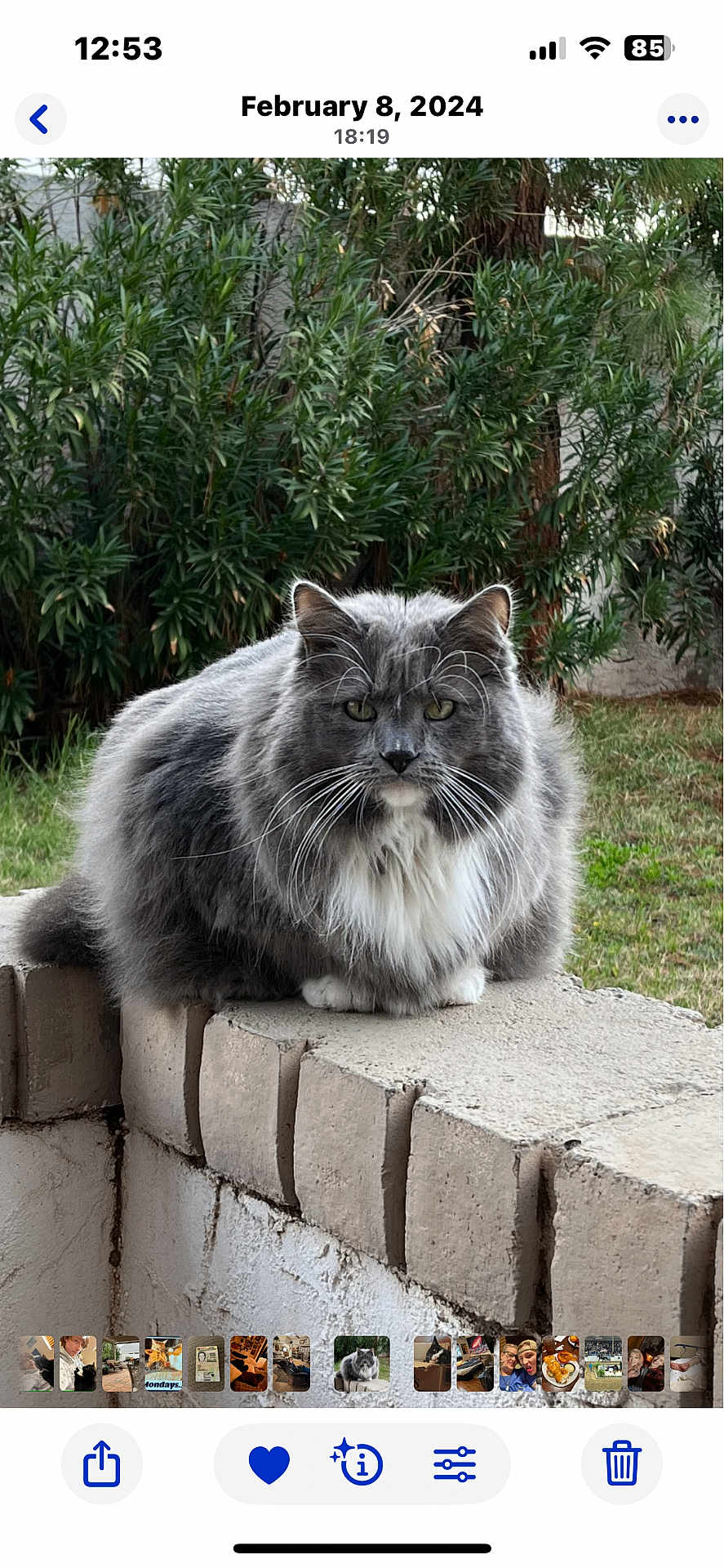 Hank is registered to the contest to win money with this photo: backyard, brick_wall, calm, cat, closeup, feline, fluffy, garden, grass, gray_cat, greenery, loaf, long_hair, looking_at_camera, outdoor, paws, pet, portrait, sitting, whiskers