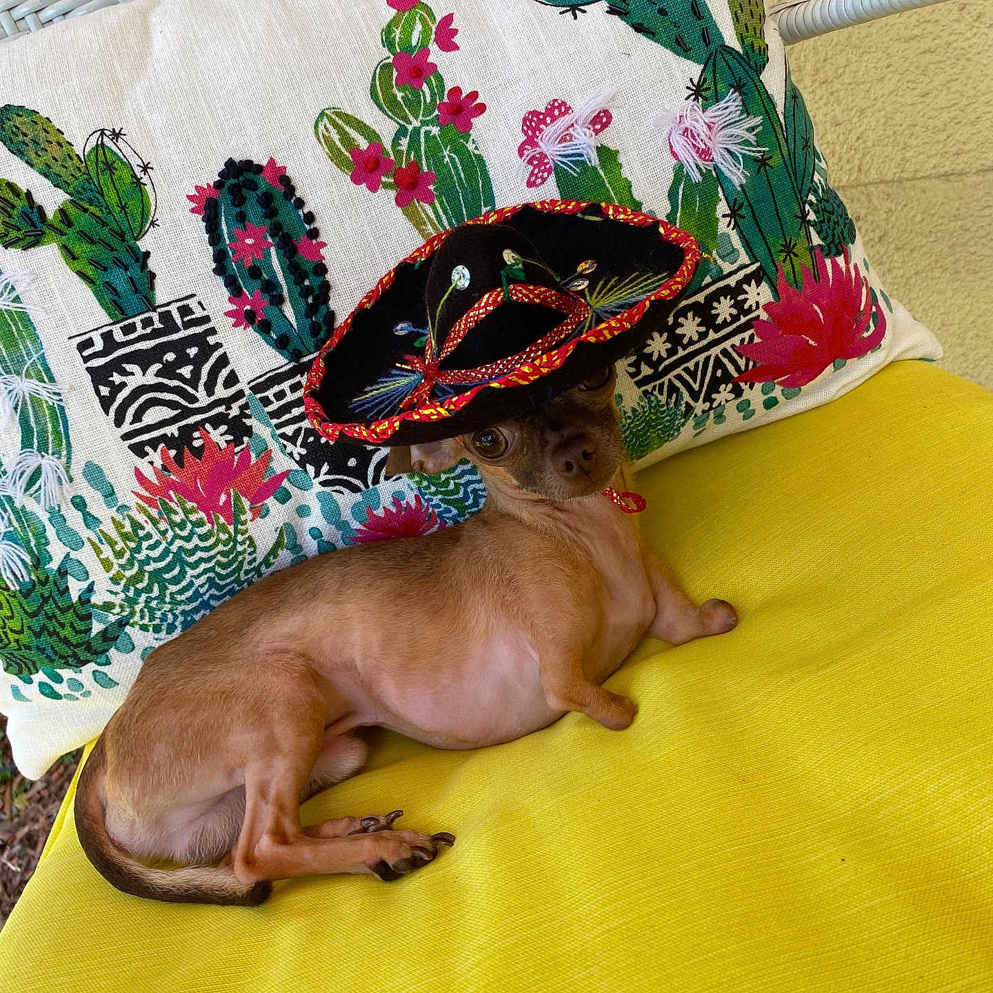 Dominic Toretto is registered to the contest to win money with this photo: animal, canine, chihuahua, clothing, couch, cushion, dog, face, furniture, hat, head, homedecor, person, pet, pillow, plant, pottedplant, puppy, sleeping, sombrero