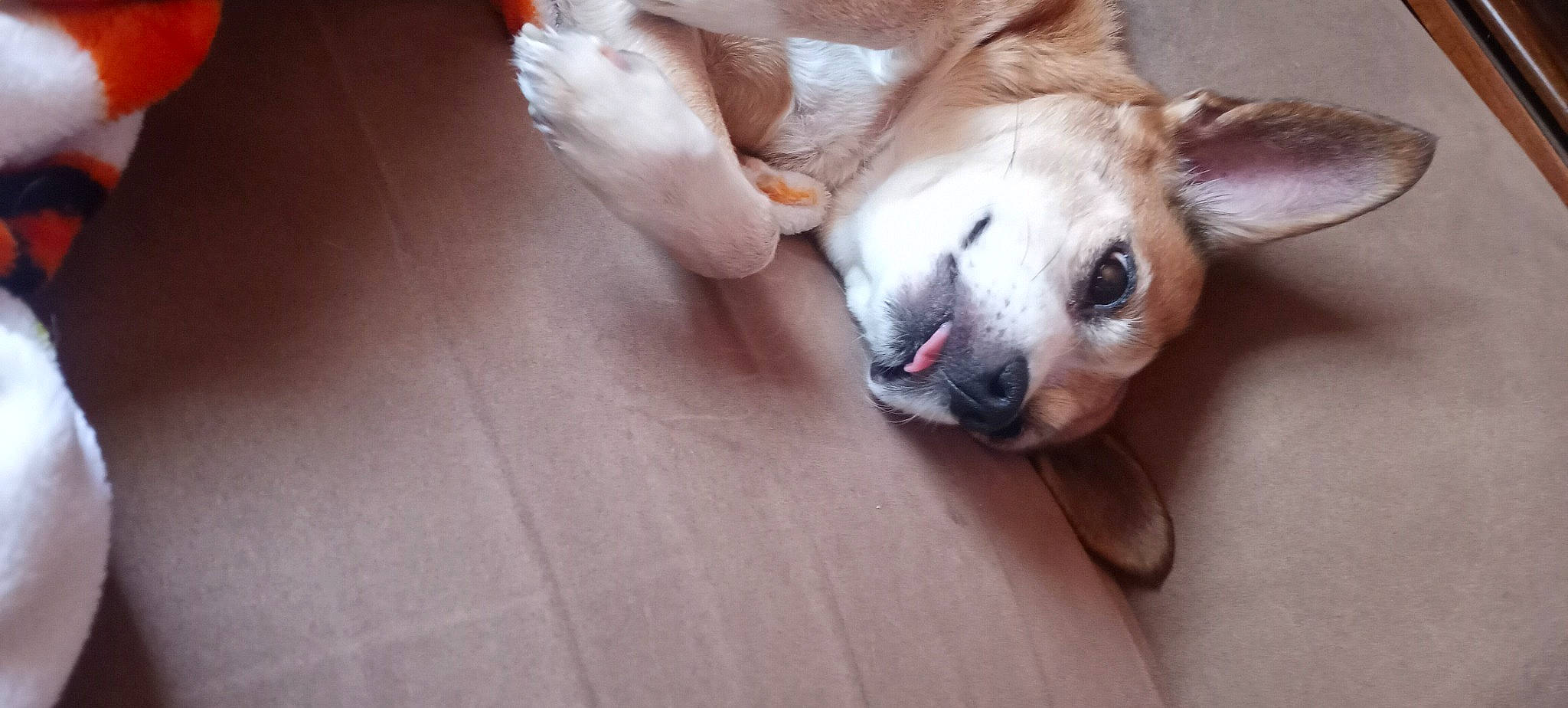 Lilith Luanne joined the competition — help win amazing prizes! ball, canidae, carnivore, companion_dog, dog, dog_breed, dog_toy, felidae, flooring, hardwood, paw, puppy_love, sporting_group, stuffed_toy, tail, toy_dog, watch, whiskers, wood, working_animal