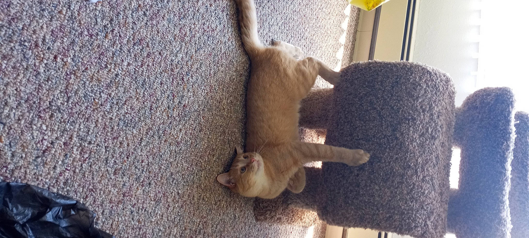 Sammy joined the competition — help win amazing prizes! canidae, carnivore, cat, cat_supply, claw, comfort, domestic_short_haired_cat, fawn, felidae, flooring, fur, hardwood, paw, small_to_medium_sized_cats, snout, sporting_group, tail, whiskers, wood