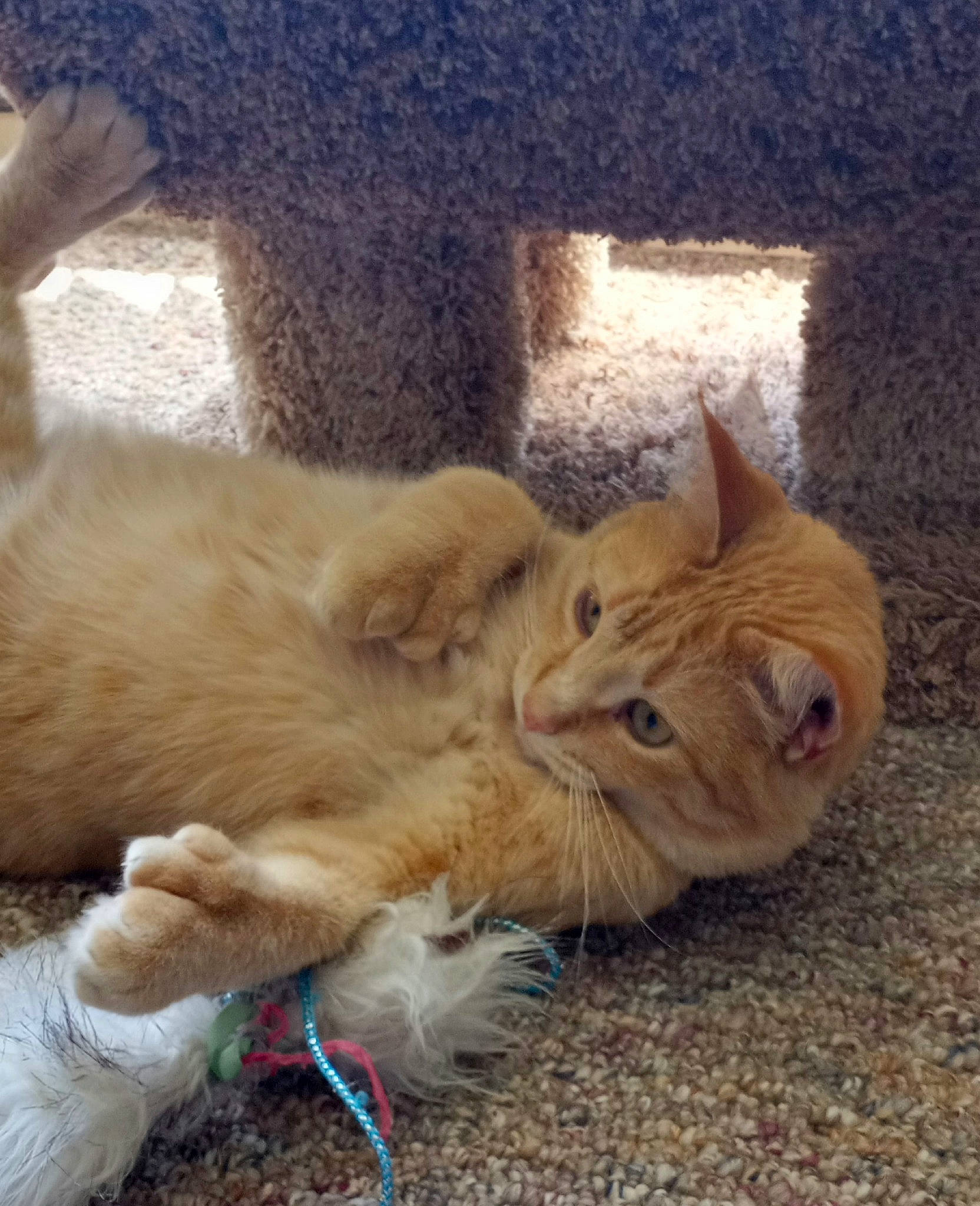 Sammy is registered to the contest to win money with this photo: canidae, carnivore, cat, claw, comfort, domestic_short_haired_cat, fawn, felidae, fur, grass, lap, nap, paw, small_to_medium_sized_cats, snout, tail, terrestrial_animal, whiskers, wildlife, wood