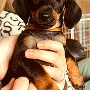 Frankie is registered to the contest to win money with this photo: puppy, dog, black, tan, small, cute, pet, animal, hands, holding, indoor, cozy, blanket, furniture, living_room, close_up, portrait, young, domestic, companion