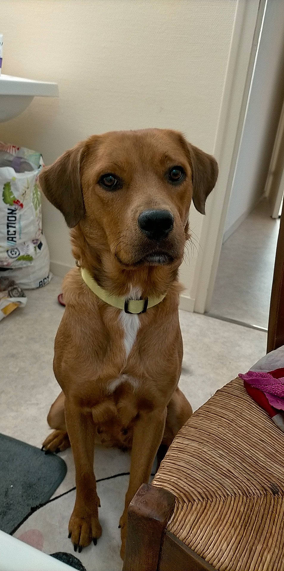 Renarouge participe au concours pour gagner de l'argent avec cette photo : canidae, carnivore, collar, companion_dog, dog, dog_breed, dog_collar, dog_supply, fawn, flooring, fur, gun_dog, hunting_dog, kitchen_appliance, liver, pet_supply, puppy, snout, whiskers, working_animal