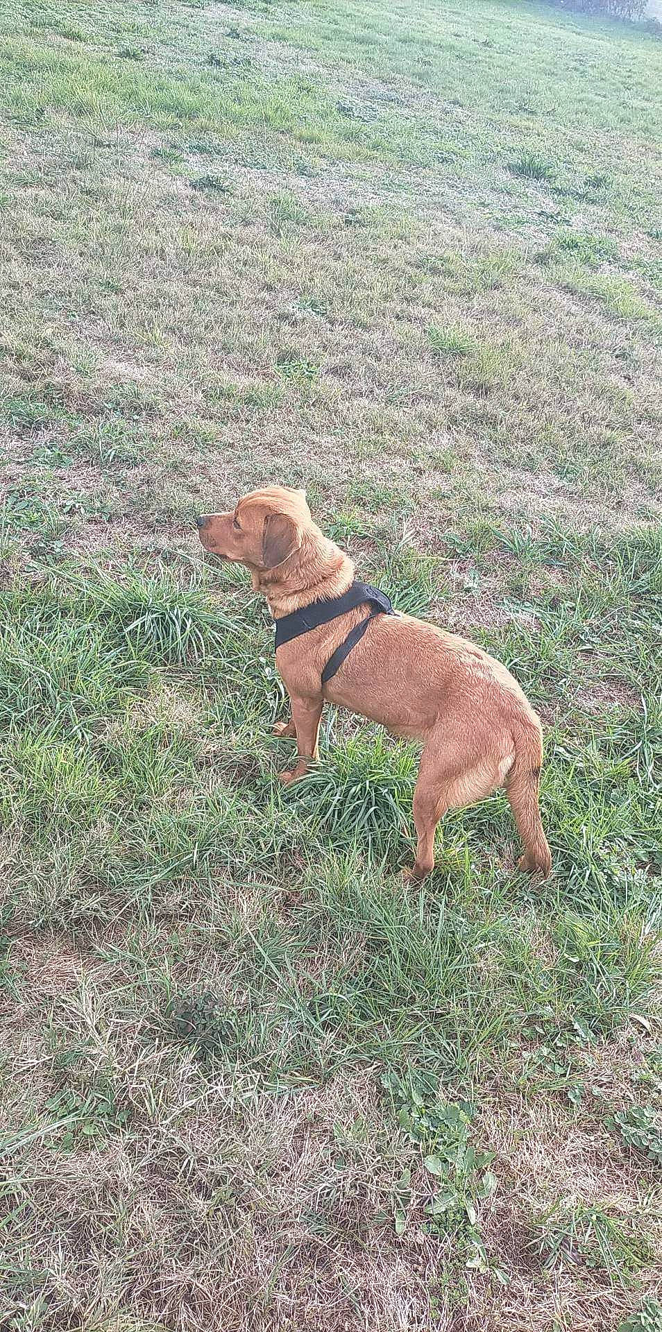 Renarouge participe au concours pour gagner de l'argent avec cette photo : carnivore, collar, companion_dog, dog, dog_breed, dog_collar, dog_supply, fawn, grass, grassland, groundcover, gun_dog, hunting_dog, liver, plant, soil, sporting_group, tail, terrestrial_animal, working_animal