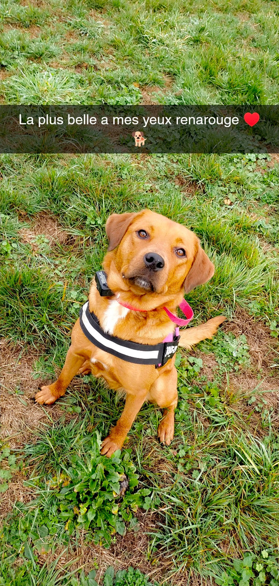 Renarouge participe au concours pour gagner de l'argent avec cette photo : carnivore, collar, companion_dog, dog, dog_breed, dog_collar, dog_supply, fawn, grass, groundcover, hound, liver, paw, pet_supply, plant, snout, soil, sporting_group, tail, working_animal