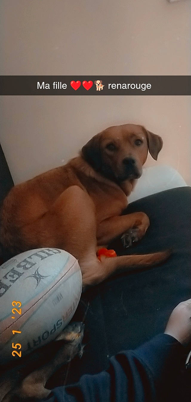 Renarouge participe au concours pour gagner de l'argent avec cette photo : abdomen, adventure, autograph, ball, carnivore, chest, companion_dog, dog, dog_breed, dog_supply, fawn, font, logo, nail, non_sporting_group, paw, photo_caption, rugby_ball, sports_equipment, thigh