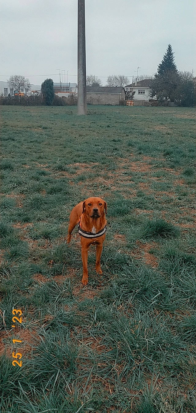 Renarouge a rejoint le concours — aidez-le/la à gagner de superbes lots ! carnivore, collar, companion_dog, dog, dog_breed, fawn, field, grass, grassland, gun_dog, landscape, pasture, plant, prairie, sky, soil, tail, tree, wilderness, working_animal