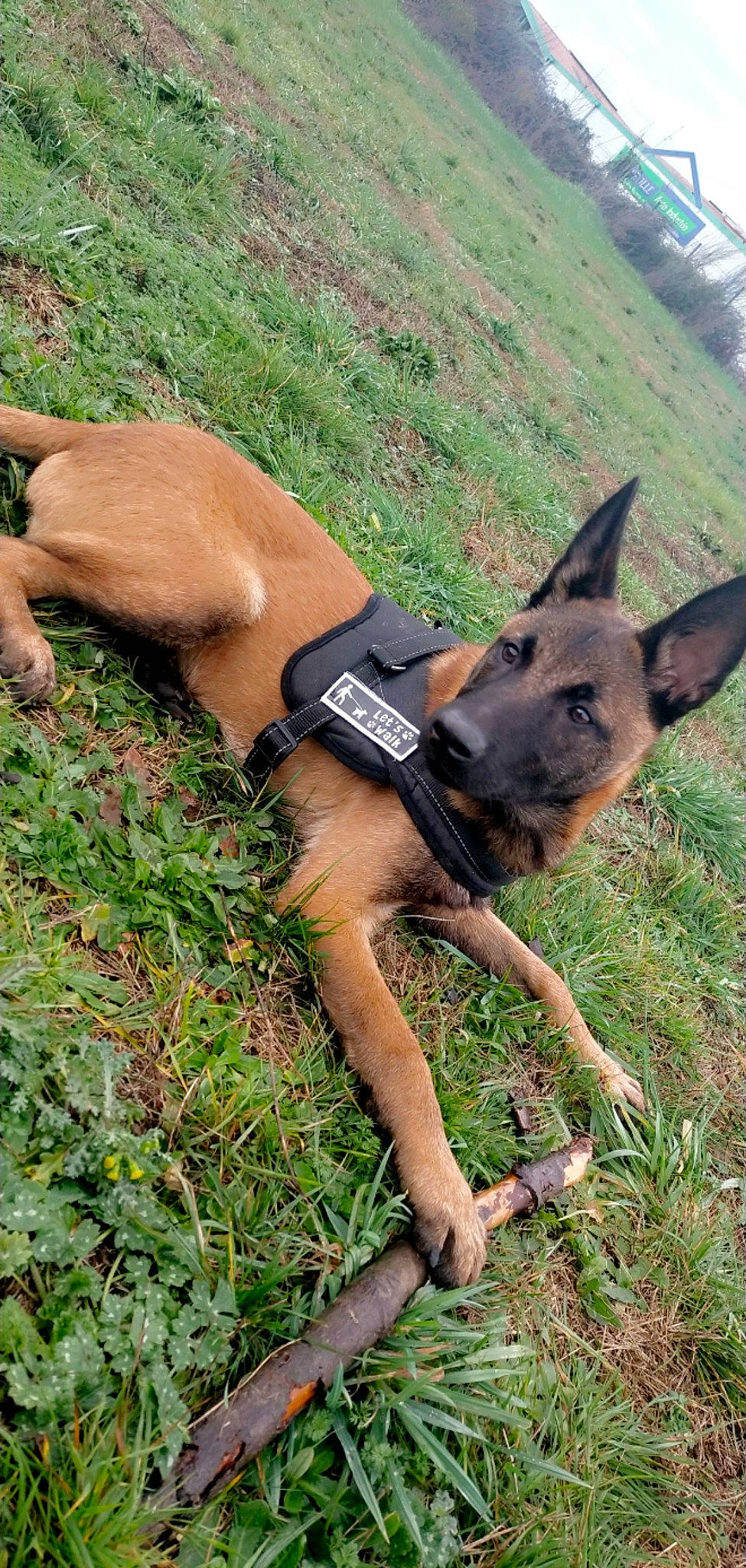 Ganja a rejoint le concours — aidez-le/la à gagner de superbes lots ! canidae, carnivore, collar, dog, dog_breed, dog_supply, east_european_shepherd, fawn, german_shepherd_dog, grass, old_german_shepherd_dog, pack_animal, plant, snout, sporting_group, swimwear, tail, terrestrial_animal, wallaby, working_animal