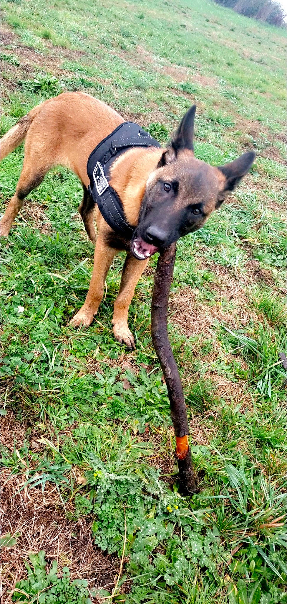 Ganja participe au concours pour gagner de l'argent avec cette photo : canidae, carnivore, collar, companion_dog, dobermann, dog, dog_breed, dog_collar, dog_supply, fashion_accessory, fawn, grass, guard_dog, pet_supply, plant, sporting_group, tail, terrestrial_animal, working_animal, working_dog