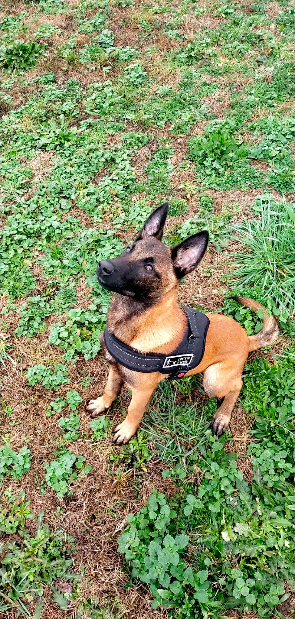 Ganja a rejoint le concours — aidez-le/la à gagner de superbes lots ! ancient_dog_breeds, canidae, carnivore, companion_dog, dog, dog_breed, fawn, grass, groundcover, hunting_dog, plant, prazsky_krysarik, snout, soil, sporting_group, tail, terrestrial_animal, toy_dog, working_animal, working_dog