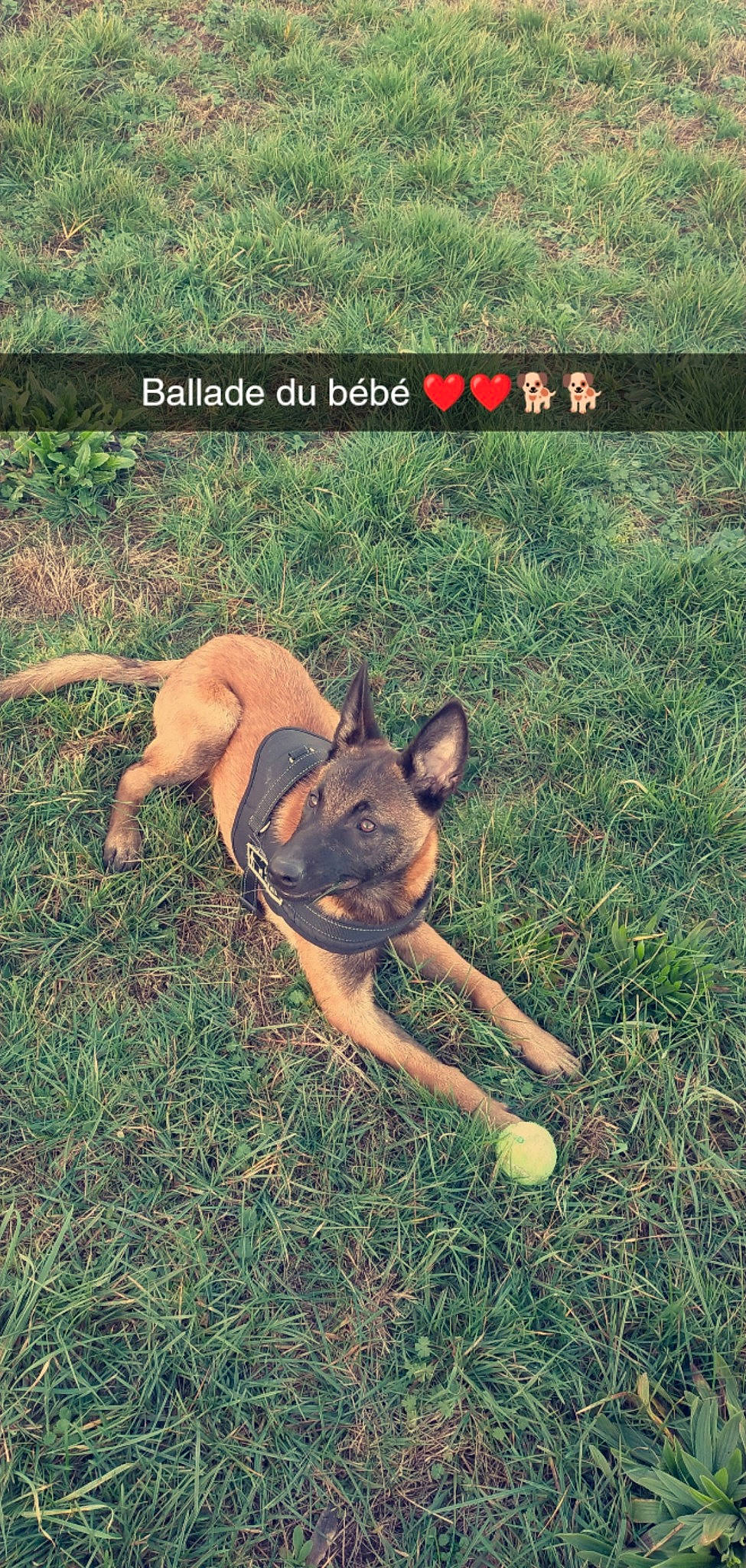Ganja a rejoint le concours — aidez-le/la à gagner de superbes lots ! canidae, carnivore, companion_dog, dog, dog_breed, fawn, grass, grassland, groundcover, happy, people_in_nature, plant, snout, soil, sporting_group, tail, terrestrial_animal, toy_dog, wildlife, working_animal