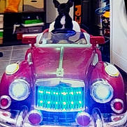 Rosy a rejoint le concours — aidez-le/la à gagner de superbes lots ! antique_car, automotive_lighting, automotive_parking_light, bumper, car, classic, classic_car, coupe, headlamp, hood, light, pack_animal, subcompact_car, toy, vehicle_registration_plate