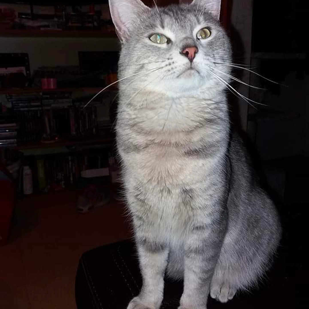 Flocon participe au concours pour gagner de l'argent avec cette photo : abyssinian, angora, animal, bookcase, cat, document, egyptiancat, furniture, indoors, kitten, manx, pet, receipt, siamese, text