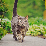 Stanley joined the competition — help win amazing prizes! cat, tabby, animal, pet, walking, outdoor, nature, greenery, path, fur, whiskers, tail, eyes, mammal, stray, curious, closeup, daylight, garden, focused
