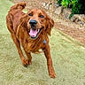 Sunshine joined the competition — help win amazing prizes! dog, golden_retriever, happy, outdoor, grass, tongue_out, pet, canine, animal, running, nature, playful, fur, smiling, collar, mammal, walking, excited, greenery, rocks