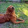 dog, golden_retriever, grass, backyard, fence, sunlight, outdoor, pet, animal, canine, laying_down, nature, greenery, fur, mammal, relaxed, summer, daylight, looking_up, quiet