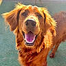 Sunshine is registered to the contest to win money with this photo: dog, golden_retriever, happy, smiling, pet, outdoor, sunlight, fur, canine, animal, playful, close_up, friendly, tongue_out, ears, muzzle, portrait, standing, domestic_animal, green_background