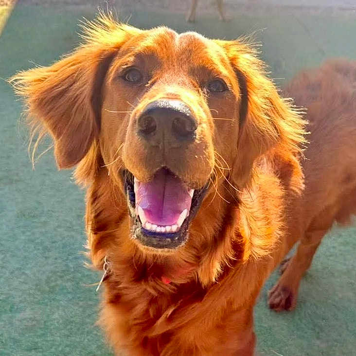 Sunshine is registered to the contest to win money with this photo: dog, golden_retriever, happy, smiling, pet, outdoor, sunlight, fur, canine, animal, playful, close_up, friendly, tongue_out, ears, muzzle, portrait, standing, domestic_animal, green_background