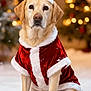 Winy participe au concours pour gagner de l'argent avec cette photo : dog, labrador, christmas, santa_hat, santa_clothes, holiday, snow, festive, lights, bokeh, christmas_tree, pet, animal, cute, winter, indoors, portrait, costume, celebration, decorations