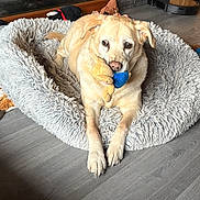 Winy participe au concours pour gagner de l'argent avec cette photo : dog, pet, indoor, bed, plush_toy, flooring, wooden_wall, stone_wall, relaxed, canine, cute, home, animal, toy, fur, ears, nose, paws, comfort, resting