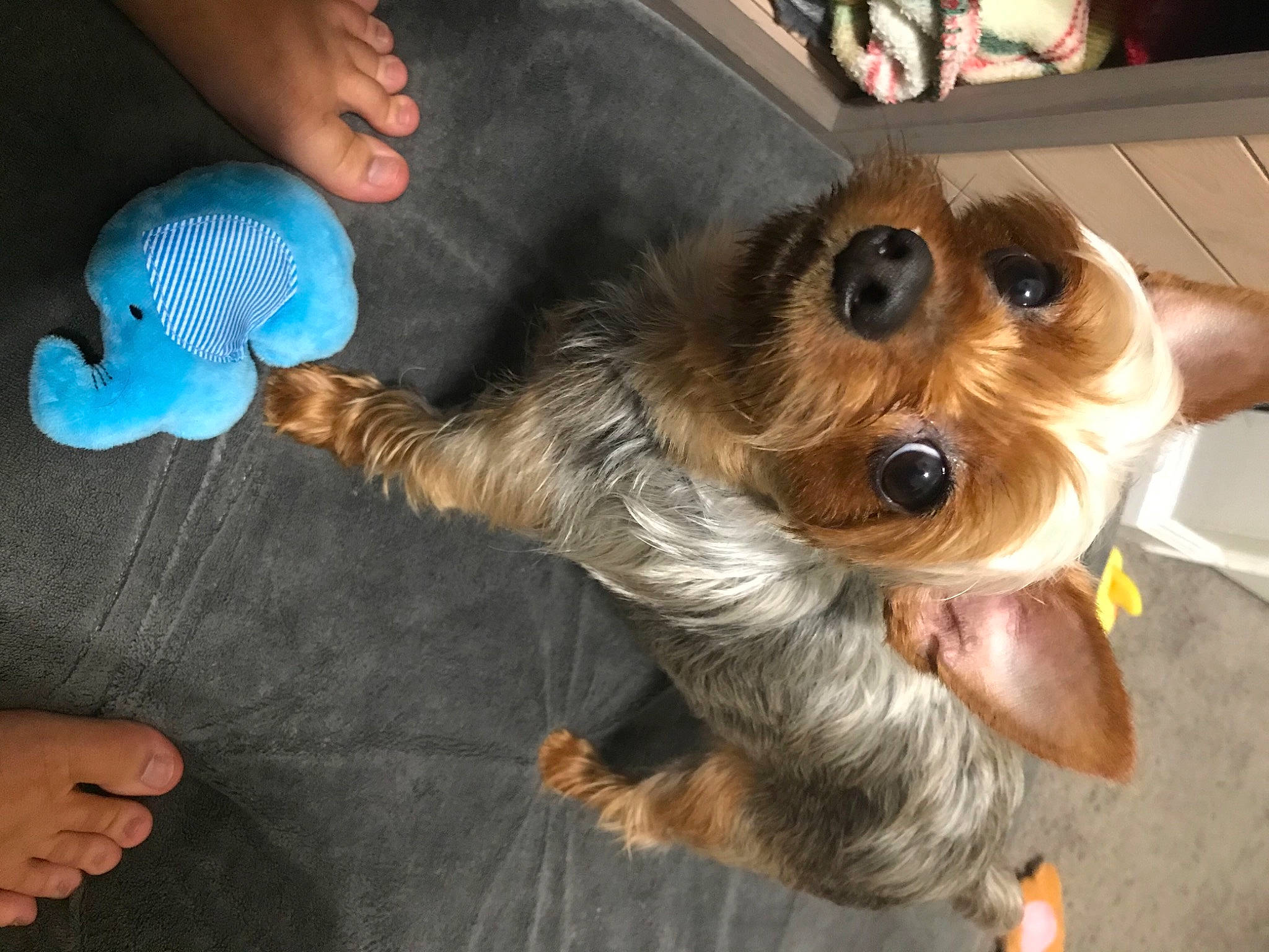Rosie joined the competition — help win amazing prizes! canidae, carnivore, companion_dog, dog, dog_breed, dog_clothes, dog_supply, eyewear, fashion_accessory, fawn, fur, paw, small_terrier, snout, sporting_group, sunglasses, terrier, toy, toy_dog, working_animal