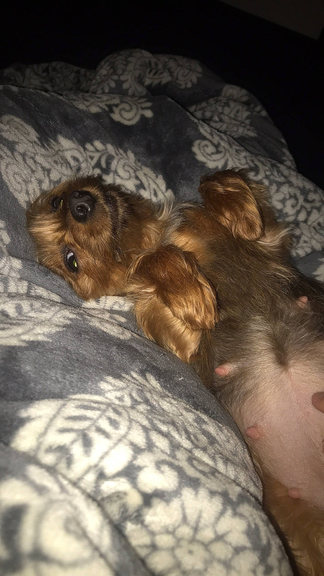 Rosie is registered to the contest to win money with this photo: bed, canidae, carnivore, comfort, companion_dog, dog, dog_breed, fawn, felidae, fur, liver, paw, snout, sporting_group, tail, terrestrial_animal, toy_dog, whiskers, wood, working_animal