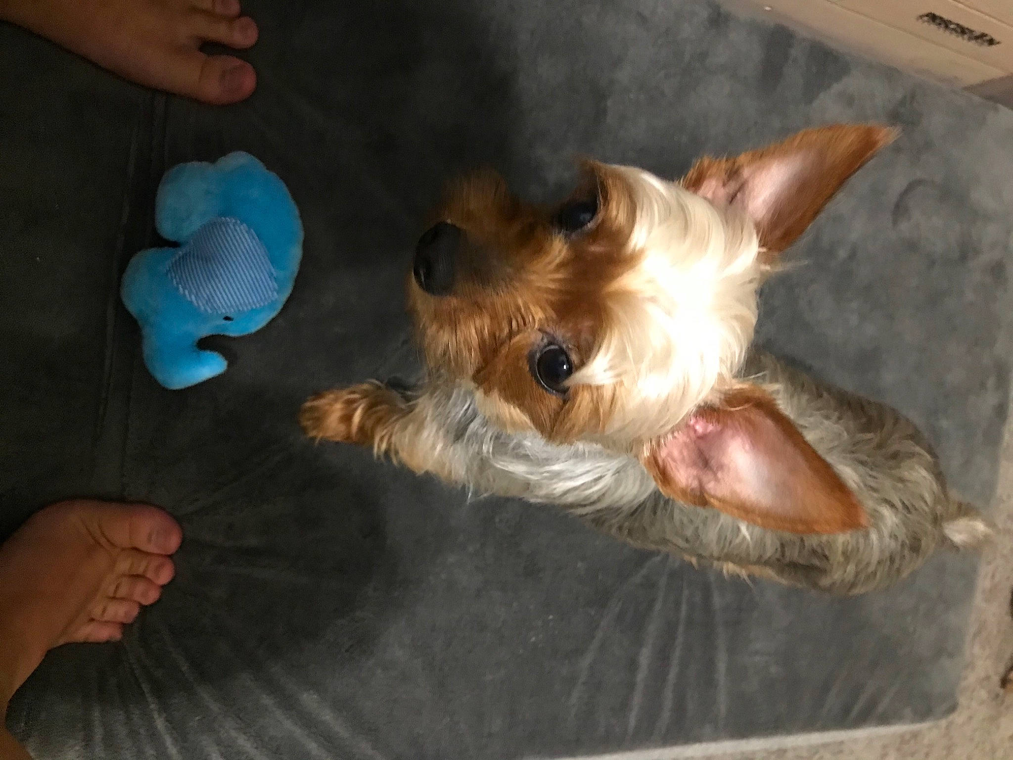 Rosie joined the competition — help win amazing prizes! canidae, carnivore, companion_dog, dog, dog_breed, dog_supply, ear, fawn, felidae, fur, liver, paw, puppy, small_terrier, snout, sporting_group, terrier, toy_dog, whiskers, working_animal